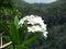 White Tropical Jungle Flowers with Mountain Background