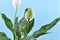 White tropical Spathiphyllum plant spadix flower