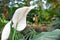 White tropical Spathiphyllum plant spadix flower in full bloom in front of exotic forest background