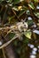 White tropical squirrel looking on the tree