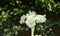 White tropicall flower blooming   spring nature wallpaper background