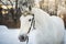 White trotter horse in medieval front bridle-strap outdoor horizontal portrait in winter in sunset