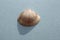 White trough shell or rayed trough clam, rayed trough shell, white trough clam (Mactra stultorum) on a blue background