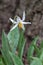 White Trout Lily