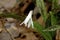 White Trout Lily   600047