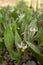 White Trout Lily