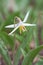 White Trout Lily Star