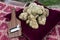 White truffles from Piedmont