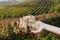 White truffles from Piedmont in the hands of a woman