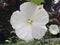 White trumpet flower