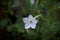 White trumpet flower of night blooming jasmine plant