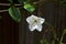 White trumpet flower of night blooming jasmine plant with vine