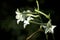 White trumpet flowers of night blooming jasmine tobacco plant