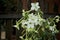 White trumpet flowers of night blooming jasmine tobacco plant wet from rain