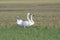 white Trumpeter Swan