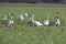 white Trumpeter Swan