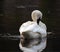 White Trumpeter Swan arching his graceful neck while preening in Yellowstone River in Yellowstone National Park in Wyoming US