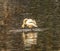 White Trumpeter Swan Juanita Bay Lake Washington Kirkland Washiington