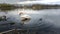 White Trumpeter Swan in Lake with Ripples Encircling
