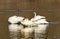 White Trumpeter Swans Juanita Bay Park Lake Washington Kirkland Washiington