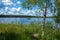 White-trunk birch on the shore of a forest lake on a sunny summer day