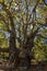 White trunk and massive branches of an old sycamore Platanus tree