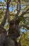 White trunk and massive branches of an old sycamore Platanus tree