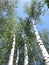 White-trunked birches