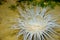 White tube anemone
