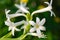 White Tuberose bunch in a garden