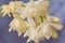 White tuberose flowers blue backdrop