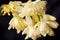 White tuberose flowers dark backdrop