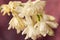 White tuberose flowers red backdrop