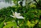 A white tuberose with green leaf