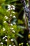 White tubular flowers on a stem, Penstemon digitalis