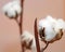 White tuft of white cotton ball in the plant of cotton plantation