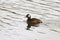 White-tufted Grebe floating on the lake 1