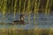 White tufted grebe, La Pampa,