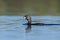 White tufted grebe, La Pampa,