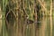 White tufted Grebe, La Pampa Province,