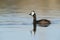 White tufted Grebe, La Pampa Province,