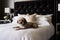 white tufted headboard against black velvet pet bed
