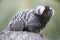 White tufted marmoset