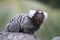 White tufted marmoset on fence