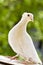 White tufted pigeon