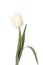 White tulip