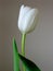 White Tulip