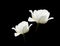 White tulip blooms isolated  on black background, abstract design, elegant flowers