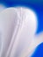 White tulip blur background