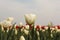 White tulip with a bulb field with white and red tulips in the background